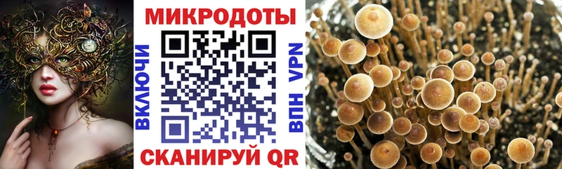 Купить где  Александров  Псилоцибиновые грибы Psilocybe 